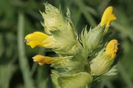 Attēlu rezultāti vaicājumam “Rhinanthus serotinus flower”