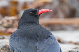 Image result for Pyrrhocorax pyrrhocorax