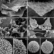 Attēlu rezultāti vaicājumam “Physarum, Nannengaella sp.”
