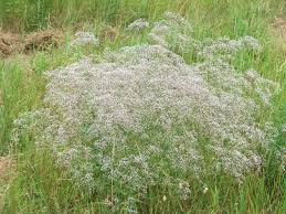 Attēlu rezultāti vaicājumam “Gypsophila paniculata”