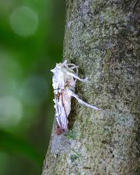 Attēlu rezultāti vaicājumam “Akanthomyces aculeatus”