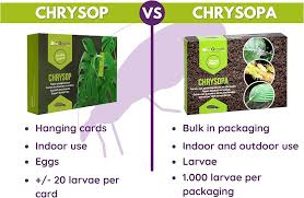 Attēlu rezultāti vaicājumam “Chrysopa eggs”