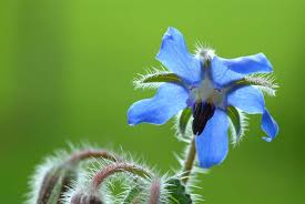 Image result for Borago officinalis