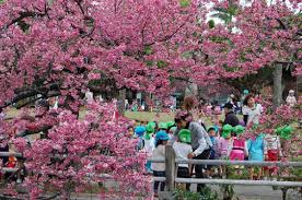 Image result for 緋寒桜