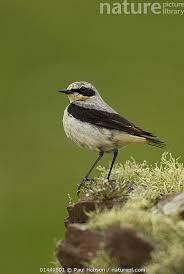 Attēlu rezultāti vaicājumam “Oenanthe oenanthe male”