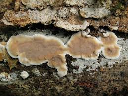 Attēlu rezultāti vaicājumam “Rigidoporus crocatus”