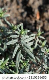 Attēlu rezultāti vaicājumam “Helianthemum nummularium leaf”
