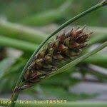 Attēlu rezultāti vaicājumam “Carex lasiocarpa female flower”