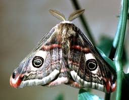 Attēlu rezultāti vaicājumam “Saturnia pavonia eggs”