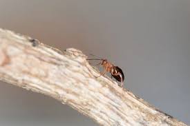 Attēlu rezultāti vaicājumam “Biorhiza pallida”