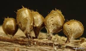 Attēlu rezultāti vaicājumam “Trichia crateriformis”