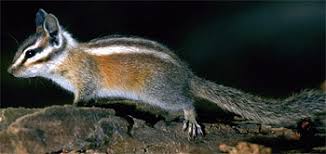 Attēlu rezultāti vaicājumam “Rodentia”