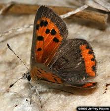 Attēlu rezultāti vaicājumam “Lycaena phlaeas”