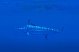 Image result for Makaira nigricans