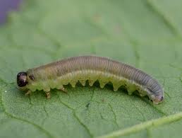 Attēlu rezultāti vaicājumam “Magdalis sp.”