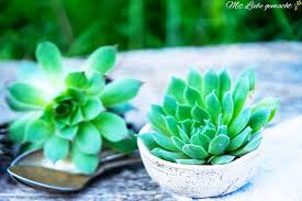 Image result for echtes Hauswurz