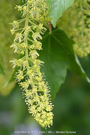 Attēlu rezultāti vaicājumam “Acer pseudoplatanus”