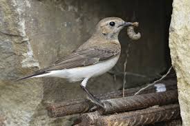 Image result for Oenanthe pleschanka