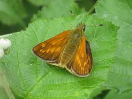 Attēlu rezultāti vaicājumam “Ochlodes sylvanus female”