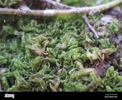 Attēlu rezultāti vaicājumam “Fossombronia wondraczekii spores”