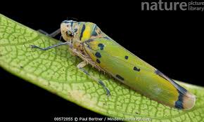 Attēlu rezultāti vaicājumam “Cicadellidae”