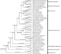 Attēlu rezultāti vaicājumam “Marchantiopsida”
