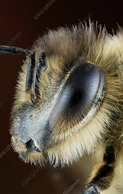 Attēlu rezultāti vaicājumam “Apis mellifera”