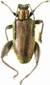 Attēlu rezultāti vaicājumam “Donacia clavipes”