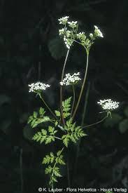 Image result for Anthriscus cerefolium