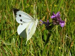 Attēlu rezultāti vaicājumam “Pieris brassicae female”
