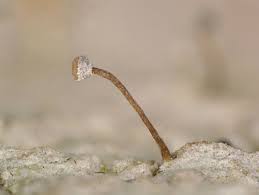 Attēlu rezultāti vaicājumam “Sclerophora pallida”