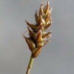Attēlu rezultāti vaicājumam “Carex dioica male flower”