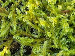 Attēlu rezultāti vaicājumam “Warnstorfia fluitans”