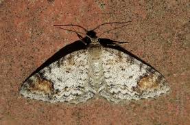 Attēlu rezultāti vaicājumam “Venusia blomeri”