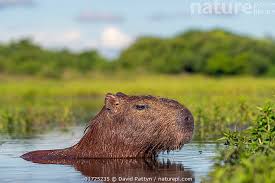 Attēlu rezultāti vaicājumam “Hydrochoerus hydrochaeris”