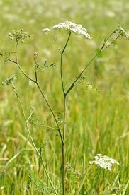 Attēlu rezultāti vaicājumam “Peucedanum palustre leaf”