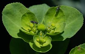 Attēlu rezultāti vaicājumam “Euphorbia helioscopia leaf”