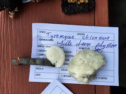 Attēlu rezultāti vaicājumam “Tyromyces chioneus”