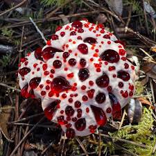 Attēlu rezultāti vaicājumam “Hydnellum sp.”