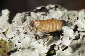 Attēlu rezultāti vaicājumam “Alsophila aescularia”