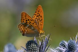 Attēlu rezultāti vaicājumam “Argynnis paphia”