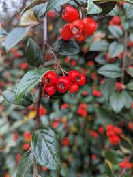 Attēlu rezultāti vaicājumam “Cotoneaster divaricatus fruit”