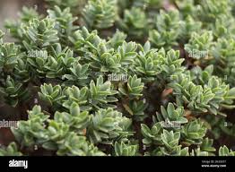 Attēlu rezultāti vaicājumam “Callitrichaceae”