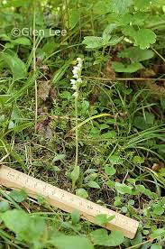 Attēlu rezultāti vaicājumam “Goodyera repens bud”