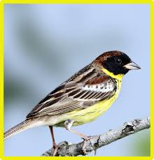 Image result for Emberiza aureola