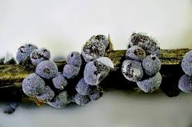 Attēlu rezultāti vaicājumam “Badhamia foliicola macro”