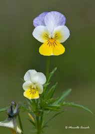 Attēlu rezultāti vaicājumam “Viola tricolor subsp. matutina flower”