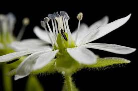 Attēlu rezultāti vaicājumam “Stellaria media flower”