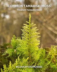 Attēlu rezultāti vaicājumam “Thuidium tamariscinum”