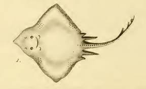 Image result for Rostroraja alba